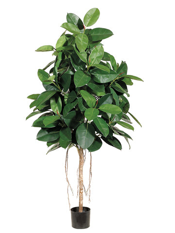 6' Rubber Tree with 174 Leaves in Pot Two Tone Green (pack of 2)
