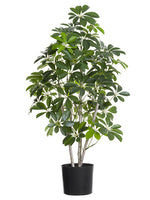 37" Baby Schefflera Plant in Plastic Pot Green (pack of 2)
