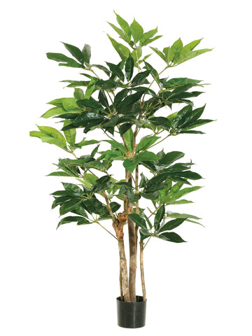 4' Schefflera Tree with 227 Leaves in Pot Green (pack of 2)