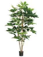 5' Schefflera Tree w/317 Leaves in Pot Green (pack of 2)