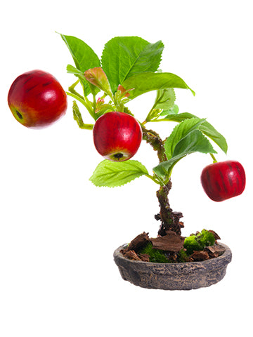 6" Apple Bonsai in Clay Plate  Red (pack of 4)