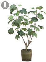 48" Fig Plant in Clay Pot  Green (pack of 1)