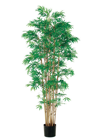 6' Japanese Bamboo Tree x15 w/3360 Leaves in Pot Two Tone Green (pack of 1)