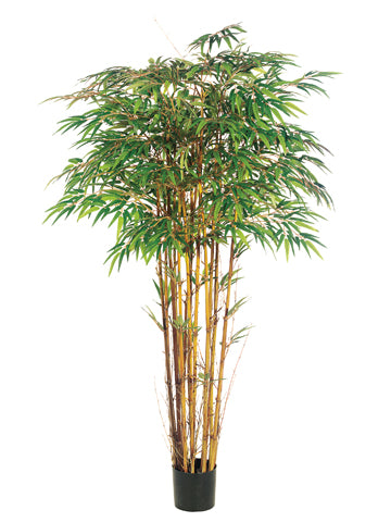 6' Natural Trunk Bamboo Tree x15 w/2240 Lvs. in Pot Two Tone Green (pack of 1)