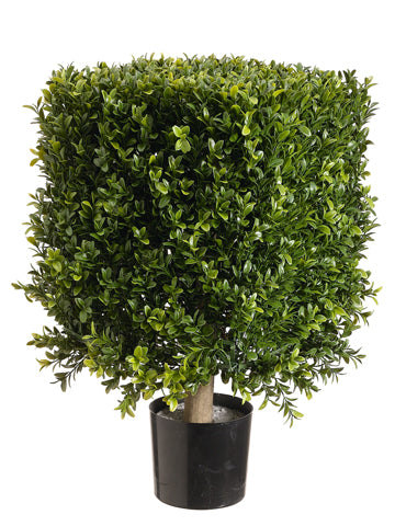 21" Square Boxwood Topiary in Plastic Pot Two Tone Green (pack of 1)