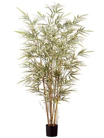 4' Bamboo Tree x7 in Pot With 960 Leaves Variegated (pack of 1)