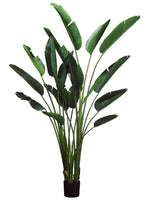 93" Bird Of Paradise Plant w/18 Lvs. in Plastic Pot Green (pack of 1)