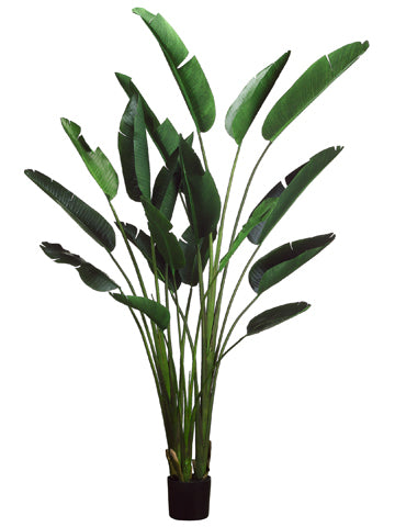 93" Bird Of Paradise Plant w/18 Lvs. in Plastic Pot Green (pack of 1)