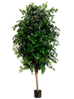 7' Ficus Tree With 3780 Leaves in Pot Green (pack of 1)