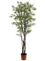 6' Mini Japanese Maple Tree w/1248 Leaves in Pot Green Brown (pack of 1)