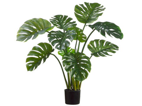 39" Split Philodendron Leaf Plant in Black Plastic Pot Two Tone Green (pack of 1)