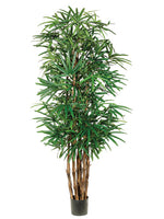 7.5' Lady Palm Tree x7 With 1003 Leaves in Pot Two Tone Green (pack of 1)