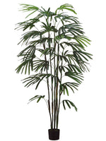 6' Rhapis Palm Tree x6 w/348 Leaves in Black Plastic Pot Green (pack of 1)