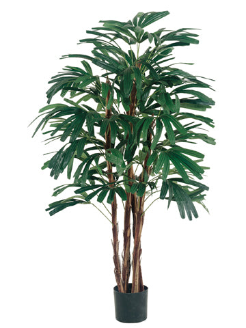 4' Rhapis Tree x4 With 420 Leaves in Pot Two Tone Green (pack of 1)