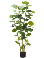 5' EVA Sea Grape Plant w/67 Leaves in Black Plastic Pot Green (pack of 1)