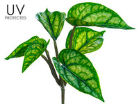 8" UV Protected Argreia Nervosa Bush Green (pack of 12)