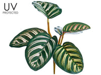 7.5" UV Protected Calathea Roseopicta Bush Green (pack of 12)