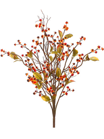 20" Bittersweet Bush  Orange (pack of 12)