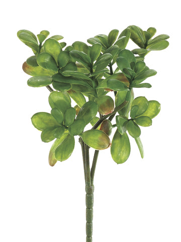 12" Jade Plant Bush x3  Green (pack of 12)