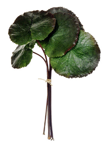 10" Galax Leaf Bundle x6  Green (pack of 12)