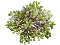 3.5" Sedum x15  Green (pack of 36)