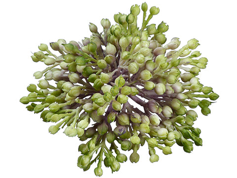 3.5" Sedum x15  Green (pack of 36)