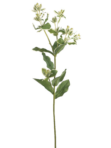 27" Euphorbia Spray  Green Variegated (pack of 12)