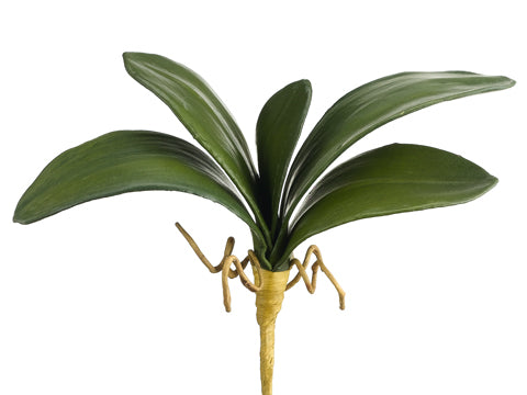 13" Phalaenopsis Orchid Leaf Spray x5 Green (pack of 12)