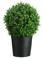 30"Hx16"Wx16"L Boxwood Topiary in Bamboo Container Green (pack of 1)