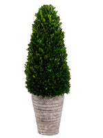 22"Hx7"Wx7"L Preserved Boxwood Cone Topiary in Cement Pot Green (pack of 1)