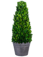 18"Hx7"Wx7"L Preserved Boxwood Cone Topiary in Tin Planter Green (pack of 1)