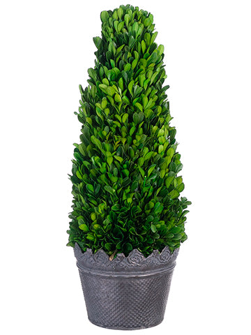 18"Hx7"Wx7"L Preserved Boxwood Cone Topiary in Tin Planter Green (pack of 1)