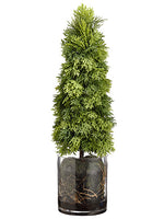 19"Hx5"Wx5"L Cedar Cone Topiary And Organic Soft Soil in A Glass Vase Green (pack of 1)