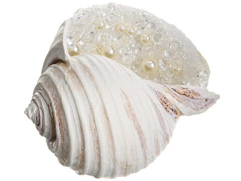 3.5"Hx6.5"L Pearl Conch Shell  Pearl (pack of 6)
