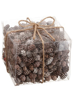 5"Hx6"Wx6"L Pine Cone Assortment in Acetate Box (1.05Lbs) Brown Whitewashed (pack of 12)