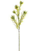 31.5" Snowed Protea Spray  Green Ice (pack of 24)