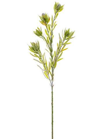 31.5" Snowed Protea Spray  Green Ice (pack of 24)
