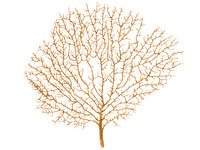 9.5" Glittered Coral Fan Spray Gold Tiffany (pack of 24)