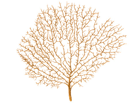 9.5" Glittered Coral Fan Spray Gold Tiffany (pack of 24)