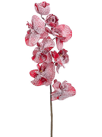 29" Snowed Phalaenopsis Orchid Spray Red Snow (pack of 12)