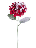 Snow Red