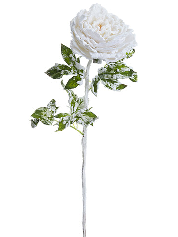 30" Beaded/Snowed Peony Spray  White Snow (pack of 12)