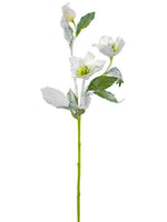 22" Snowed Helleborus Spray  White Ice (pack of 12)