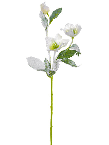 22" Snowed Helleborus Spray  White Ice (pack of 12)