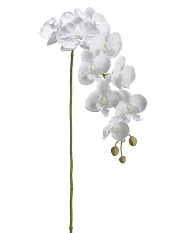 42" Snowed Phalaenopsis Orchid Spray White Ice (pack of 6)
