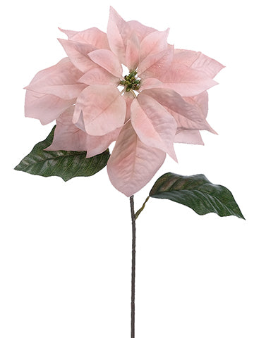 24" Glittered Velvet Poinsettia Spray Peach Cream (pack of 12)