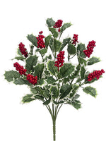 18" Holly Bush x9  Green Variegated (pack of 4)