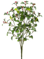 18" Mini Holly Bush x5  Variegated (pack of 12)