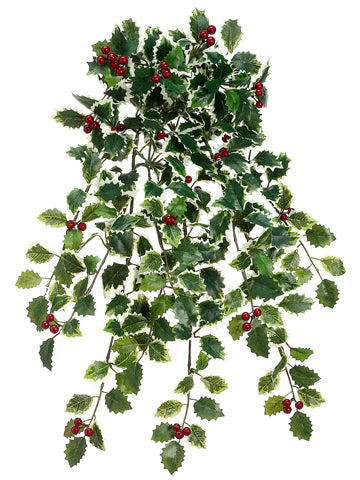 16" Mini Variegated Holly Leaf Hanging Bush x12 Green Variegated (pack of 12)