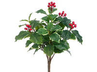 14" Holly Bush x7 with Berry  Green Variegated (pack of 12)